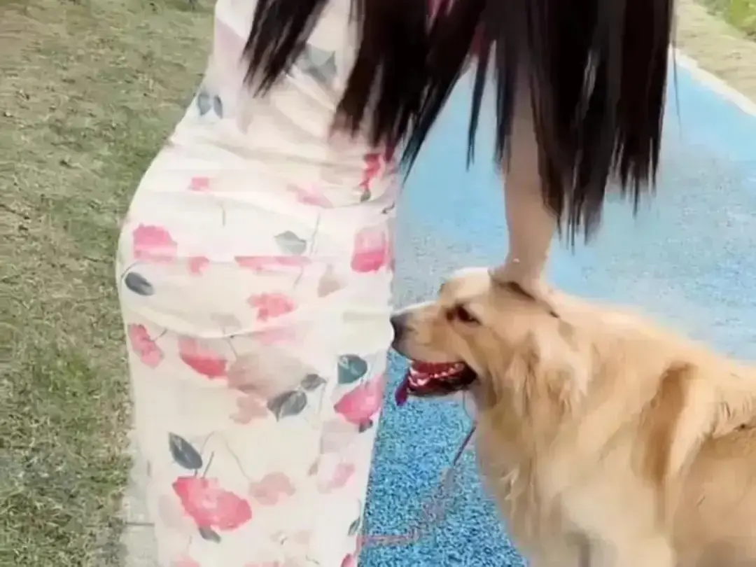 《抖音香香公主与爱犬金毛》高能日常互动完整版在线观看-看抖音香香公主与爱犬撒娇直播回放无广告高清免费播放-抖音香香公主与爱犬金毛高清资源秒播